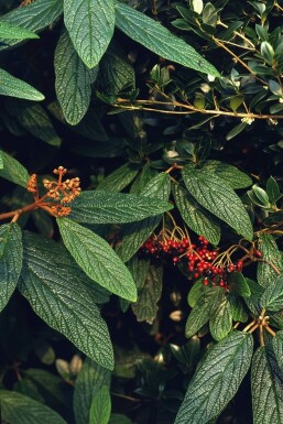 Viburnum rhytidophyllum C12 100-125