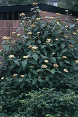 Viburnum rhytidophyllum C12 100-125