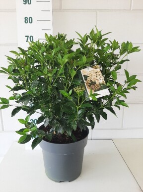 Viburnum tinus buske 40-50 cm