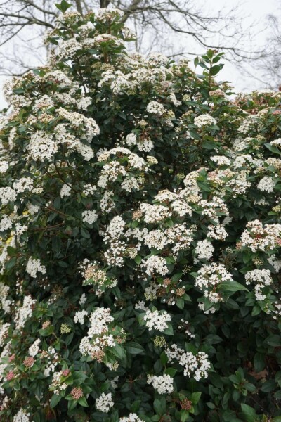 Viburnum tinus P13 15-20