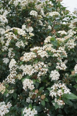 Viburnum tinus P13 15-20