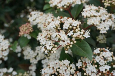 Viburnum tinus P13 15-20