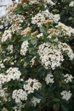 Viburnum tinus P13 15-20