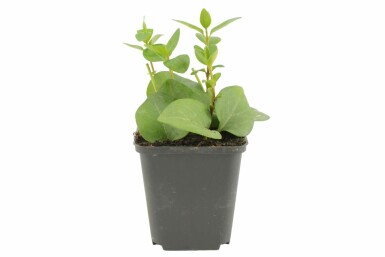 Vinca major Stor vintergröna 5-10 i kruka P9 Vinca major