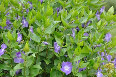 Vinca major Stor vintergröna 5-10 i kruka P9 Vinca major