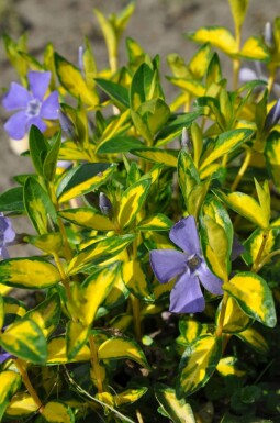 Vinca minor 'Illumination' Vintergröna 10-15 i kruka C2 Vinca minor 'Illumination'