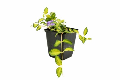 Vinca minor 'Illumination' Vintergröna 10-15 i kruka C2 Vinca minor 'Illumination'