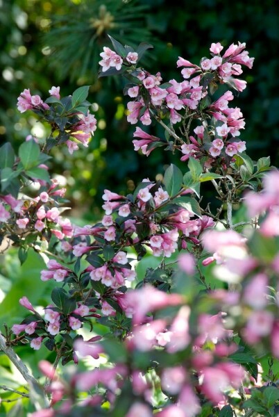 Weigela florida 'Foliis Purpureis' C12 60-80