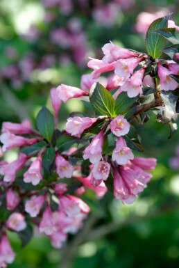 Weigela florida 'Foliis Purpureis' C12 60-80