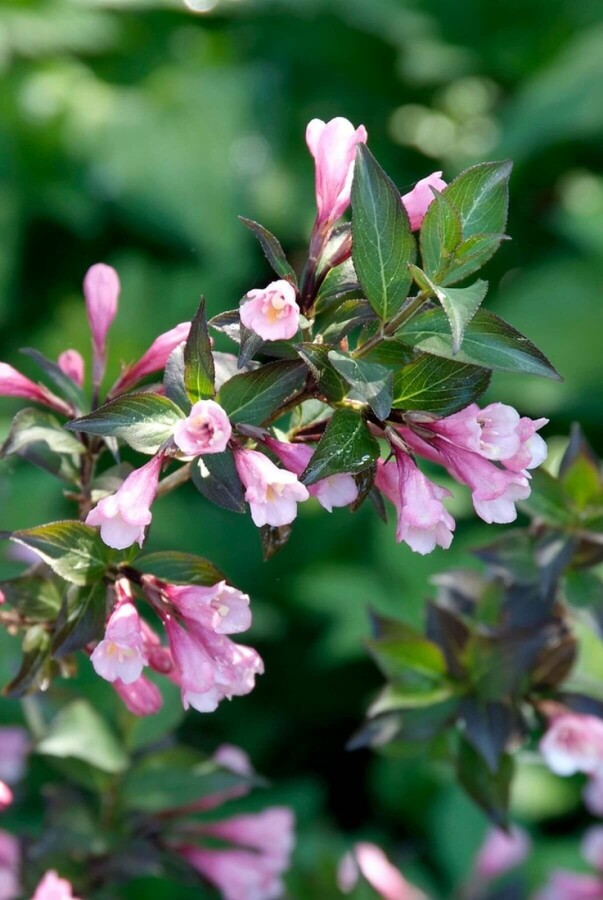 Weigela florida 'Foliis Purpureis' Rosenprakttry buske 60-80 i kruka C12 Weigela florida 'Foliis Purpureis' buske 60-80 cm