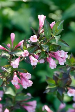 Weigela florida 'Foliis Purpureis' C12 60-80