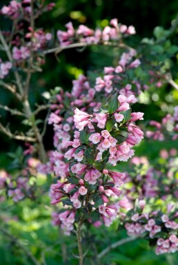 Weigela florida 'Foliis Purpureis' C12 60-80