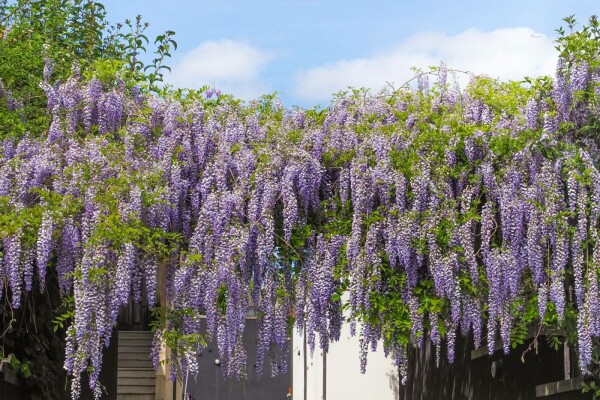 Wisteria sinensis 'Prolific' C12 180-200