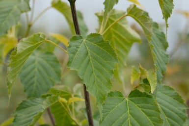 Acer davidii