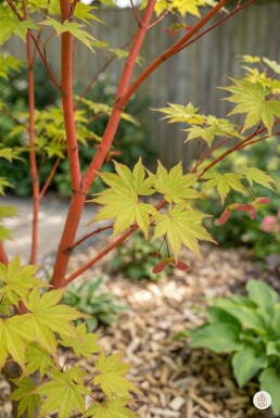 Acer palmatum buske 300-350 cm C1040