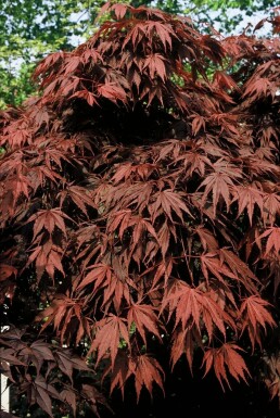 Acer palmatum 'Atropurpureum' Japansk blodlönn i kruka Acer palmatum 'Atropurpureum'