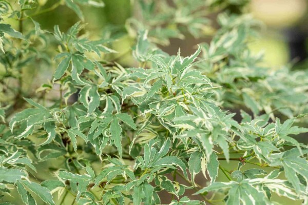 Acer palmatum 'Butterfly'