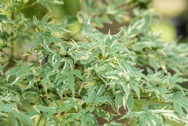Acer palmatum 'Butterfly'