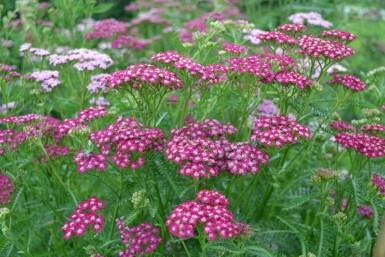 Achillea millefolium 'Cerise Queen' Röllika i kruka Achillea millefolium 'Cerise Queen'