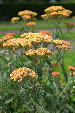 Achillea millefolium 'Terracotta' Röllika i kruka Achillea millefolium 'Terracotta'