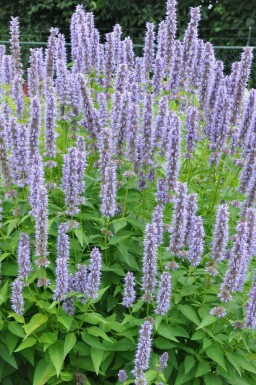 Agastache 'Blue Fortune' Anisisop i kruka Agastache 'Blue Fortune'
