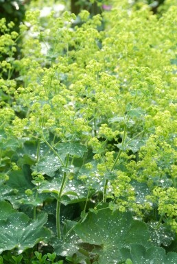 Alchemilla mollis Jättedaggkåpa i kruka Alchemilla mollis
