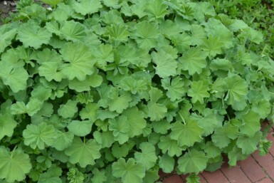 Alchemilla mollis Jättedaggkåpa i kruka Alchemilla mollis