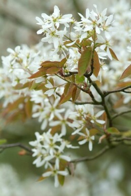 Amelanchier × lamarckii