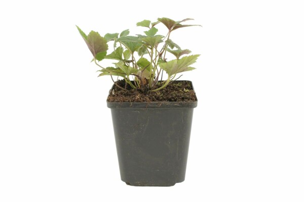 Anemone hupehensis 'Splendens'