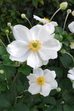 Anemone hybrida 'Honorine Jobert' Höstanemon i kruka Anemone hybrida 'Honorine Jobert'