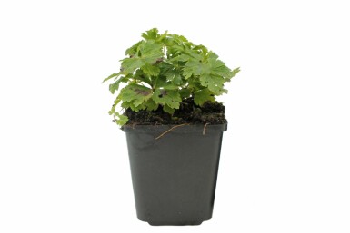 Anemone sylvestris Tovsippa i kruka Anemone sylvestris
