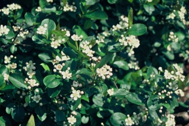 Aronia melanocarpa Svartaronia i kruka Aronia melanocarpa buske