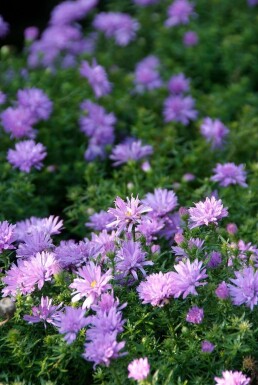 Aster dumosus 'Lady in Blue' Astrar i kruka Aster dumosus 'Lady in Blue'