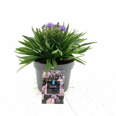 Aster dumosus 'Lady in Blue' Astrar i kruka Aster dumosus 'Lady in Blue'