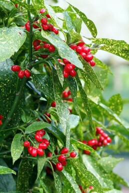 Aucuba japonica 'Variegata' Aukuba i kruka Aucuba japonica 'Variegata' buske