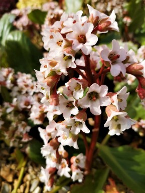 Bergenia cordifolia 'Bressingham White' Hjärtbergenia i kruka Bergenia cordifolia 'Bressingham White'