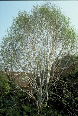 Betula utilis 'Doorenbos' Himalayabjörk i kruka Betula utilis 'Doorenbos' buske