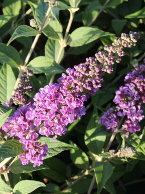 Buddleja davidii 'Blue Chip' Syrenbuddleja i kruka Buddleja davidii 'Blue Chip' buske