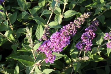 Buddleja davidii 'Blue Chip' Syrenbuddleja i kruka Buddleja davidii 'Blue Chip' buske