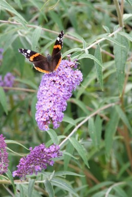 Buddleja davidii 'Nanho Blue' Syrenbuddleja i kruka Buddleja davidii 'Nanho Blue' buske