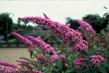 Buddleja davidii 'Pink Delight' Syrenbuddleja i kruka Buddleja davidii 'Pink Delight' buske