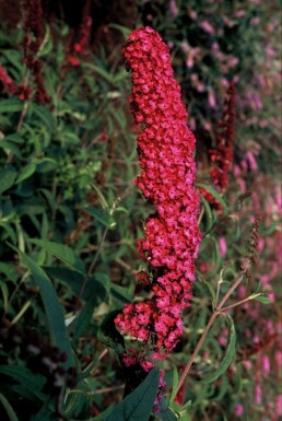 Buddleja davidii 'Royal Red' Syrenbuddleja i kruka Buddleja davidii 'Royal Red' buske