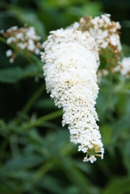 Buddleja davidii 'White Profusion' Syrenbuddleja i kruka Buddleja davidii 'White Profusion' buske