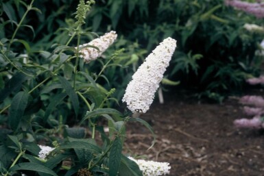Buddleja davidii 'White Profusion' Syrenbuddleja i kruka Buddleja davidii 'White Profusion' buske