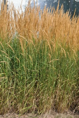 Calamagrostis × acutiflora 'Karl Foerster' Tuvrör i kruka Calamagrostis × acutiflora 'Karl Foerster'