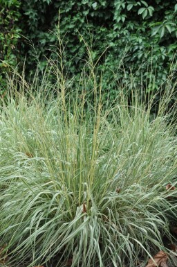 Calamagrostis × acutiflora 'Overdam' Tuvrör i kruka Calamagrostis × acutiflora 'Overdam'