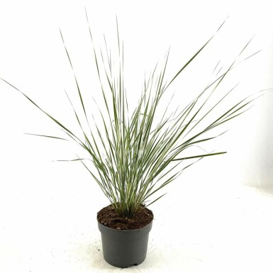 Calamagrostis × acutiflora 'Overdam' Tuvrör i kruka Calamagrostis × acutiflora 'Overdam'