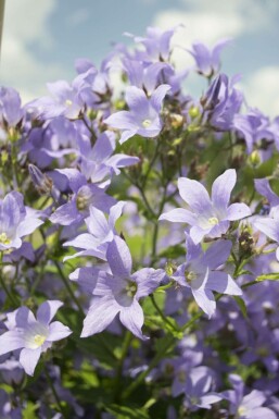 Campanula lactiflora 'Prichard's Variety' Mjölkklocka i kruka Campanula lactiflora 'Prichard's Variety'