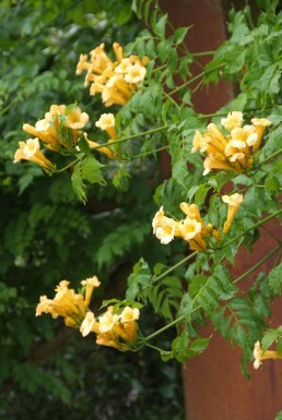 Campsis radicans 'Flava' Trumpetranka i kruka Campsis radicans 'Flava' buske