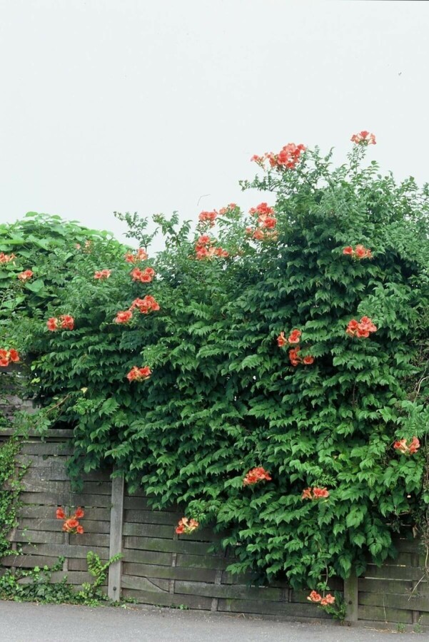 Campsis × tagliabueana 'Madame Galen' C5 150-175
